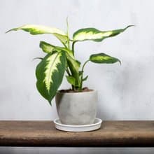 【室內盆栽】黛粉葉盆栽 觀葉植物 盆栽 植栽 開幕送禮