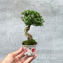 小品盆栽-玫瑰香丁木 盆景 送禮