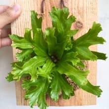 【鹿角山蘇】植物上板 情人節禮物 生日禮物 觀葉植物 室內植物