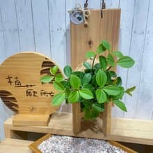 【植蕨所在】翡翠椒草 水苔上板植物  上板植物 開店送禮  觀葉植