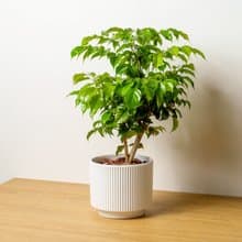 旺旺樹直線條白陶盆栽 桌上盆栽 開幕盆栽推薦