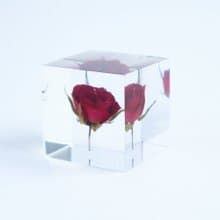 Sola cube 玫瑰立方塊_熱情、美麗