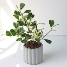 植栽 盆栽 l 斑葉三角榕 手指餅乾水泥盆 cute版葉片  強散光