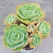 【荳荳多肉】【雞蛋碧桃】喬遷│送禮│升遷│多肉植物