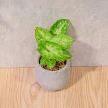 金玉合果芋 桌上型水泥盆栽 觀葉植物 禮物 盆栽 交換禮物 植物