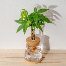 馬拉巴栗 三角水耕盆栽 室內植物 觀葉植物 禮物 水培