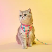PERRY HARNESS SET with Leash - STRAWBERRY AFTERNOON (PINK)