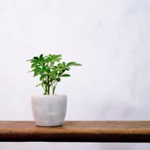 【室內盆栽】鵝掌藤 觀葉植物 盆栽 植栽 開幕送禮 開運樹 幸運樹