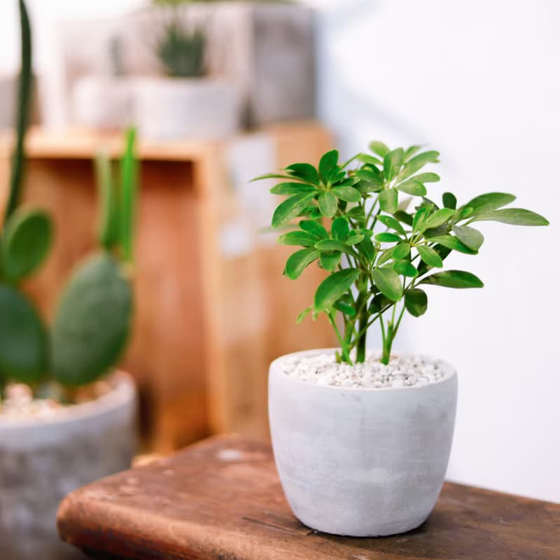 【室內盆栽】鵝掌藤 觀葉植物 盆栽 植栽 開幕送禮 開運樹 幸運樹