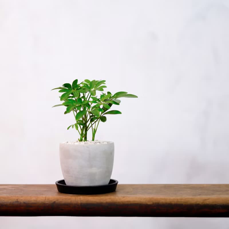 【室內盆栽】鵝掌藤 觀葉植物 盆栽 植栽 開幕送禮 開運樹 幸運樹