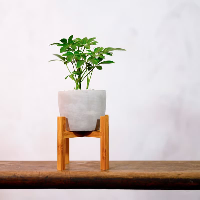 【室內盆栽】鵝掌藤 觀葉植物 盆栽 植栽 開幕送禮 開運樹 幸運樹