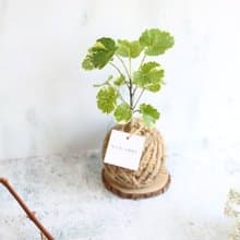 PD20黃金福祿桐小苔球