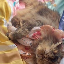 新年款 醒獅招財貓 花形口水肩