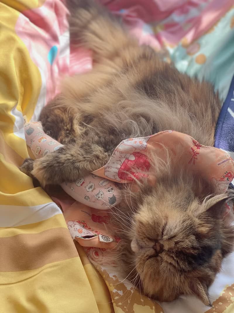 新年款 醒獅招財貓 花形口水肩