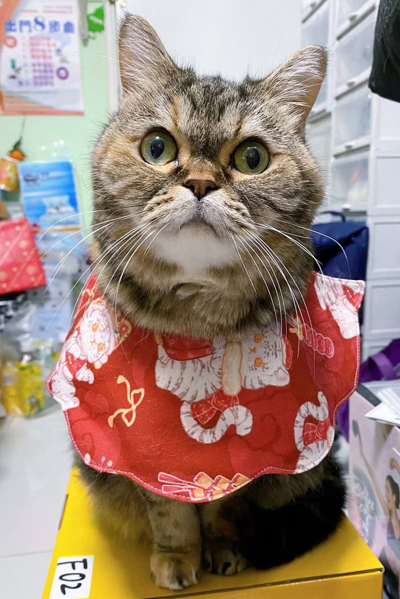 新年款 醒獅招財貓 花形口水肩