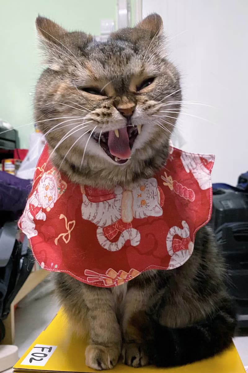 新年款 醒獅招財貓 花形口水肩