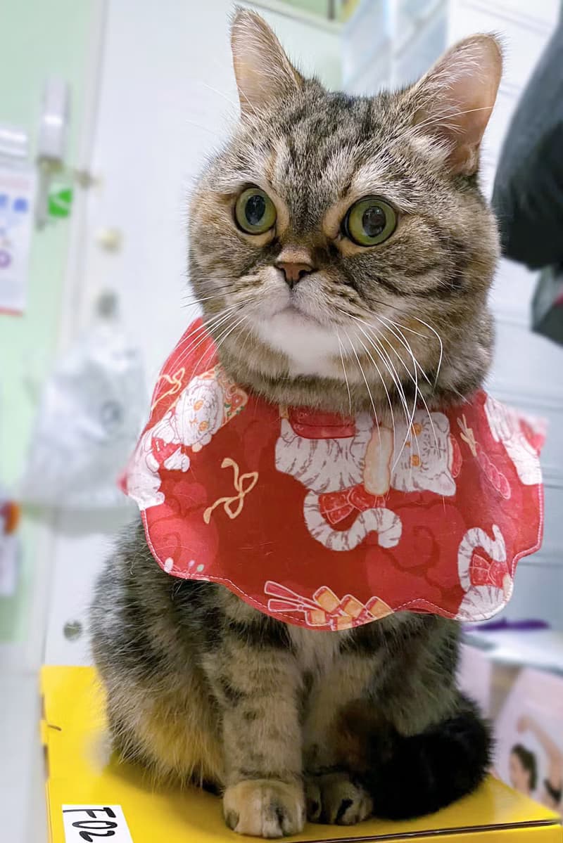 新年款 醒獅招財貓 花形口水肩