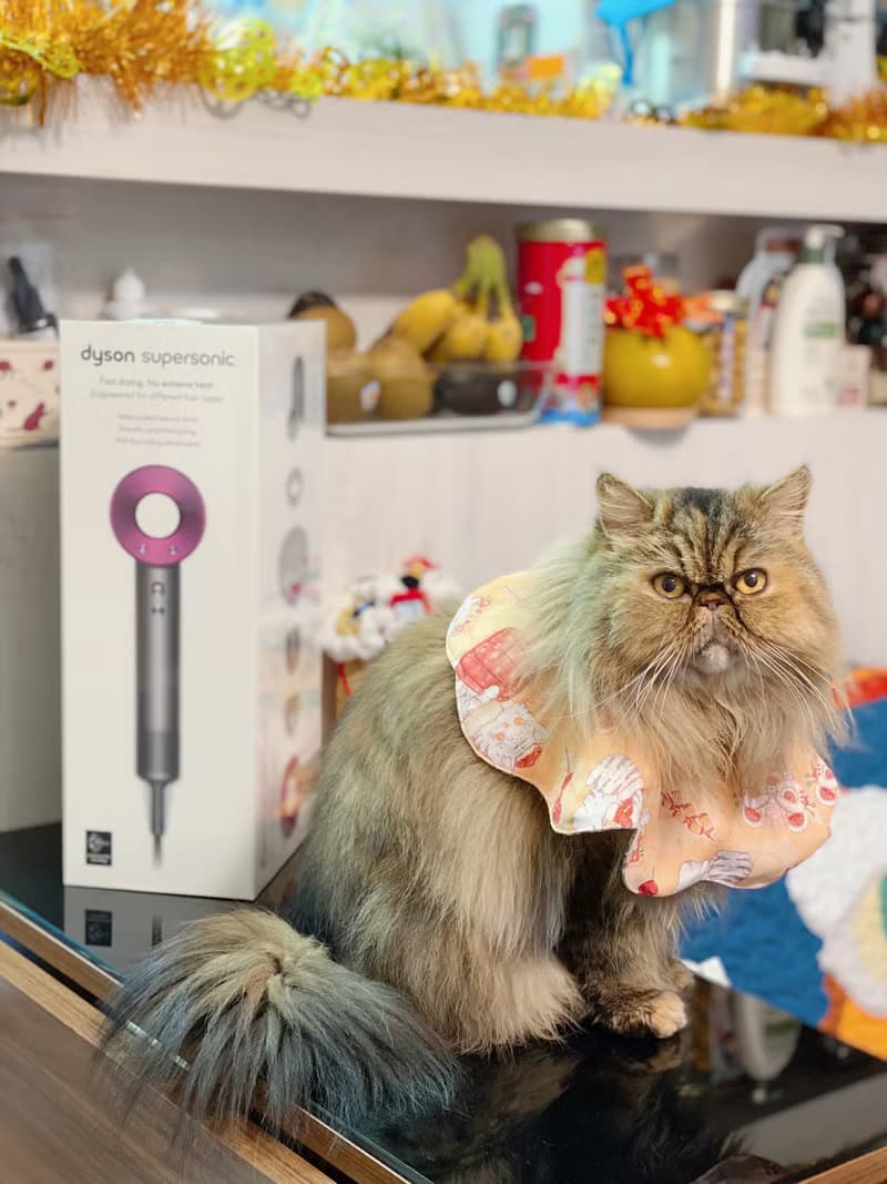 新年款 醒獅招財貓 花形口水肩