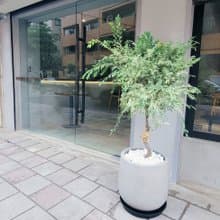 2024開幕送禮新品-斑葉榆樹