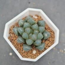 【荳荳多肉】【黑肌玉露】喬遷│送禮│升遷│多肉植物