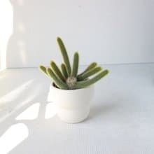 植栽 盆栽 l 太可愛猴尾柱 室內植物 辦公室盆栽 多肉植物