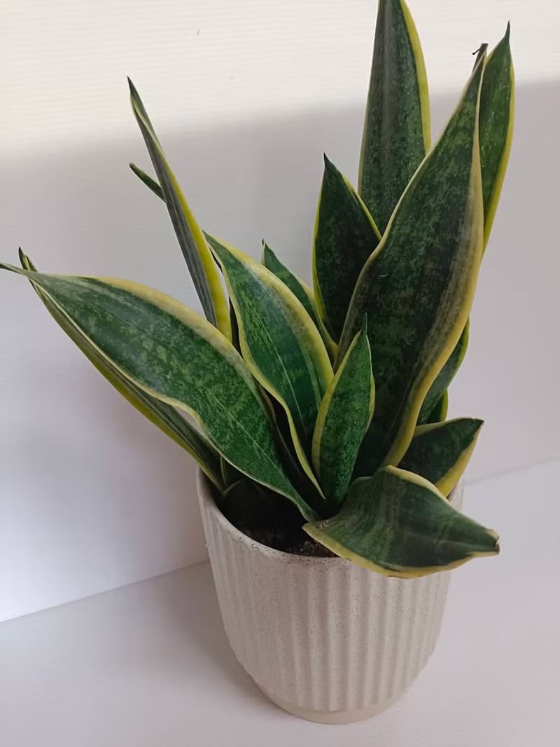 【虎尾蘭】送禮造型盆栽 空氣清淨 居家擺設 風水植物 室內外
