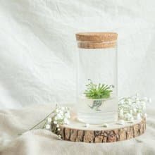 【毛氈苔】 5號瓶 不用澆水好照顧 吃果凍長大的植物