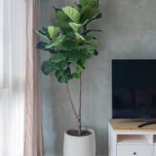 【中高光植栽】 閒琴逸致 • 琴葉榕  | 樹型 | 清水模甕盆