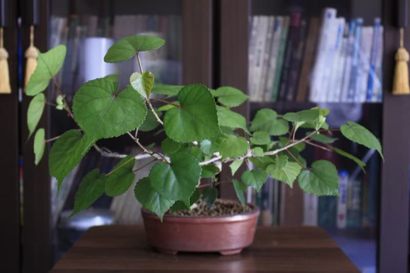 黃槿 l 中品盆栽 居家擺設 觀賞植栽 禮物