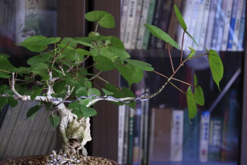黃槿 l 中品盆栽 居家擺設 觀賞植栽 禮物