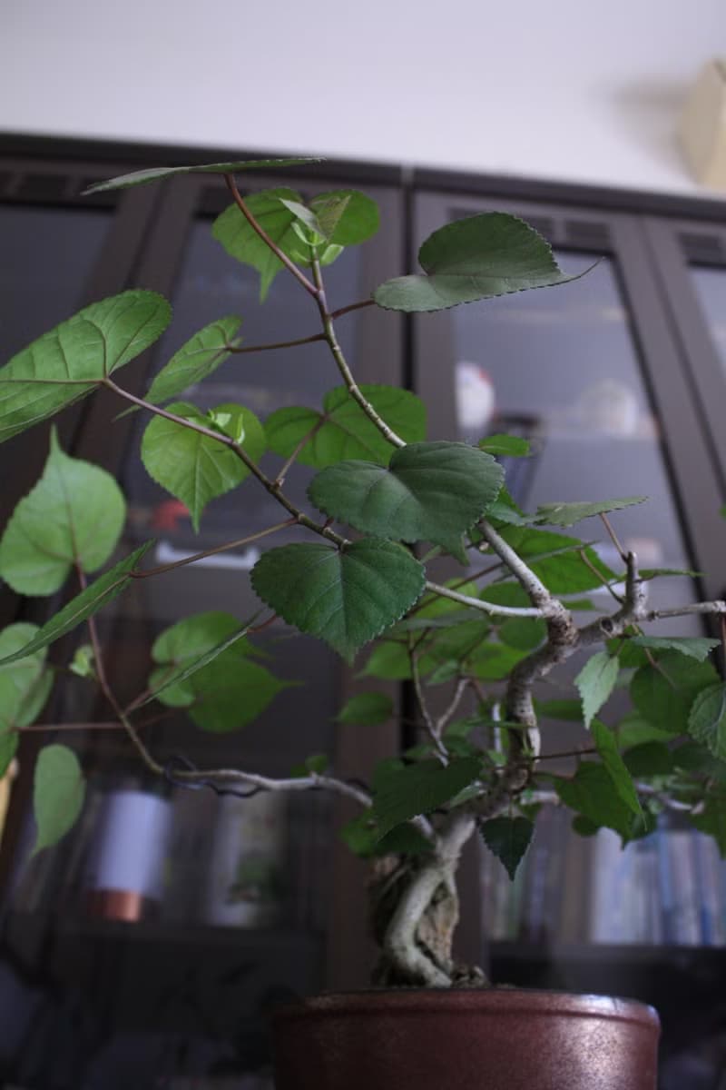 黃槿 l 中品盆栽 居家擺設 觀賞植栽 禮物
