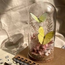 【鯉花】 蝴蝶標本玻璃盅-黃蝶翠谷/情人節/乾燥花/玻璃盅/生態瓶