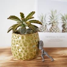 【竒植花物】旺旺來狐狸兔多肉盆栽 入厝禮物 辦公室小物 虎年