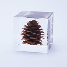 Sola cube 落葉松毬果立方塊_反骨精神