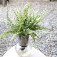 水培植栽│波士頓腎蕨_室內植物 透明條紋玻璃
