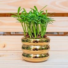 竹柏金色凸圆形盆器  室內植物 觀葉植物  禮物 辦公室小物