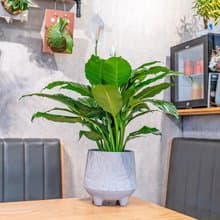 白鶴芋盆栽 7吋水泥盆樹葉紋風格 桌上型室內植物推薦