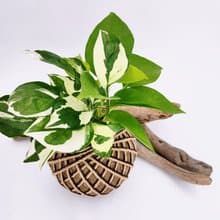 組合綠植苔球│板植│室內植物│窗邊植物│觀葉植物