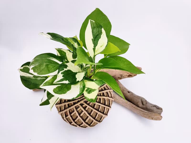 組合綠植苔球│板植│室內植物│窗邊植物│觀葉植物