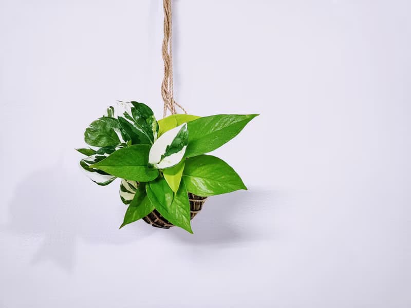 組合綠植苔球│板植│室內植物│窗邊植物│觀葉植物