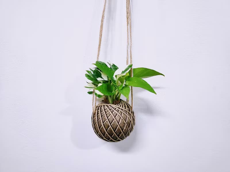 組合綠植苔球│板植│室內植物│窗邊植物│觀葉植物