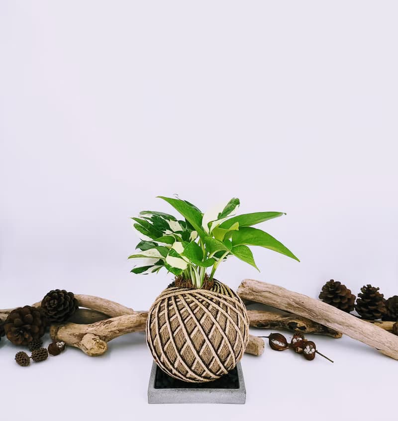 組合綠植苔球│板植│室內植物│窗邊植物│觀葉植物