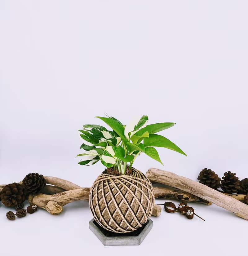 組合綠植苔球│板植│室內植物│窗邊植物│觀葉植物