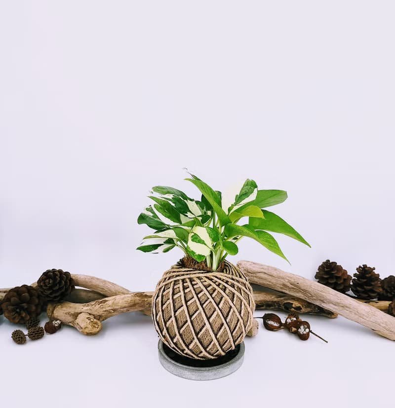 組合綠植苔球│板植│室內植物│窗邊植物│觀葉植物