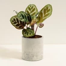 孔雀竹芋│泥作系列│福所栽