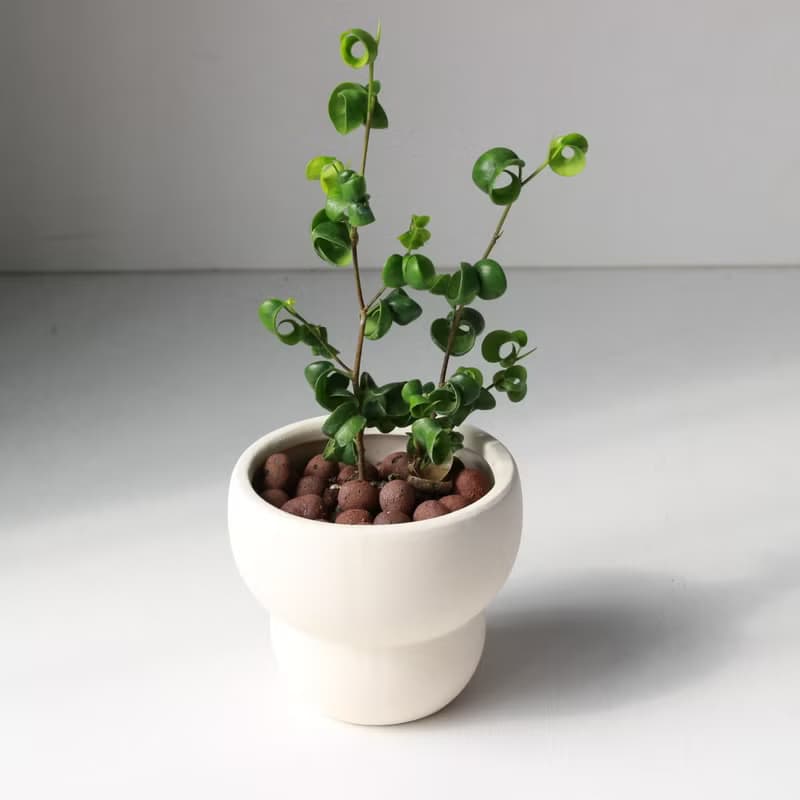 植栽 盆栽 l 捲葉榕  可愛爆表捲心榕  室內植物 辦公室盆栽