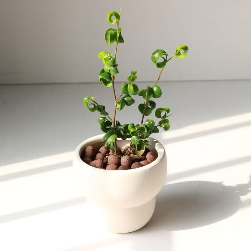 植栽 盆栽 l 捲葉榕  可愛爆表捲心榕  室內植物 辦公室盆栽