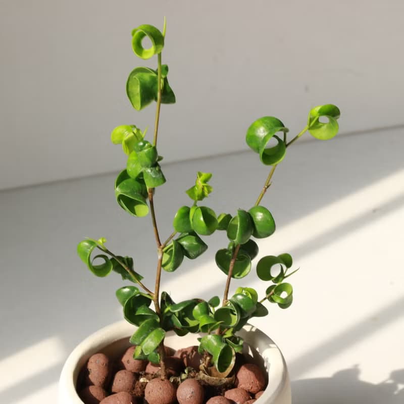 植栽 盆栽 l 捲葉榕  可愛爆表捲心榕  室內植物 辦公室盆栽