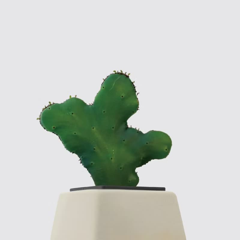 │ 方盆系列 │珊瑚大戟 - 多肉植物 水耕盆栽 陶瓷盆器