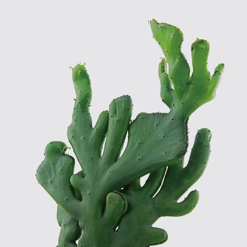 │ 方盆系列 │珊瑚大戟 - 多肉植物 水耕盆栽 陶瓷盆器
